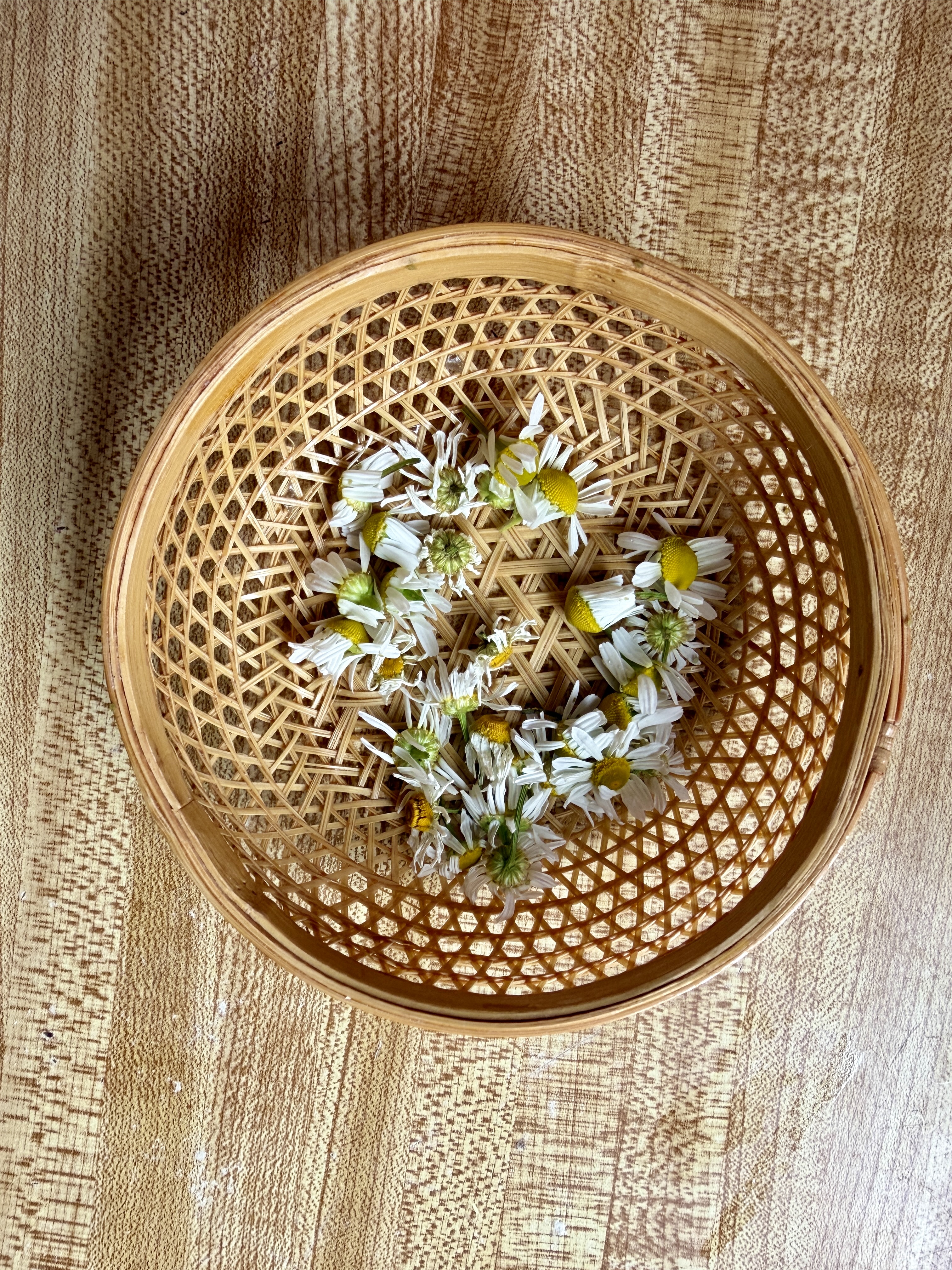 Chamomile flowers in the field