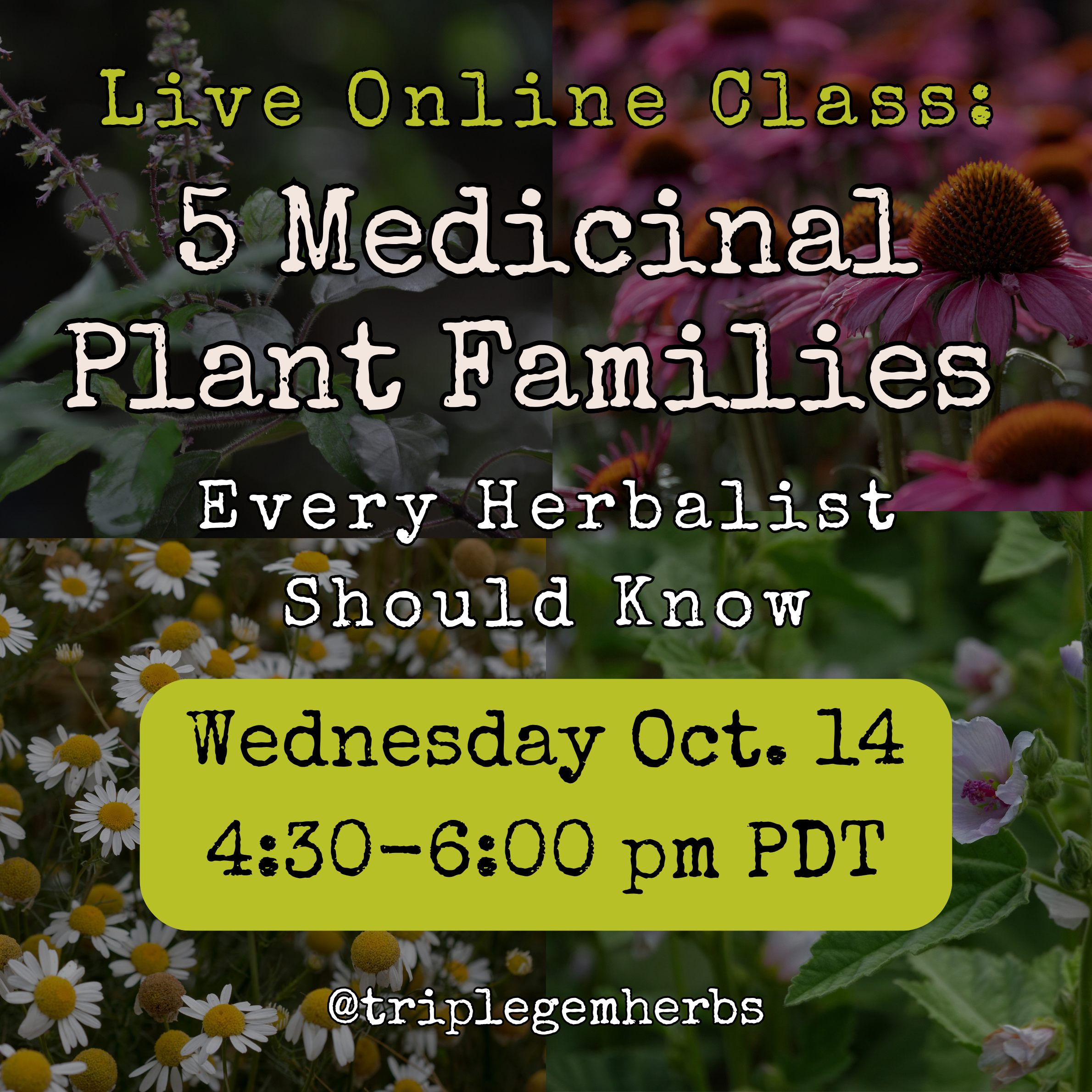 Five Medicinal Plant Families Every Herbalist Should Know class — Wednesday, October 14, 4:30–6:00 pm PDT