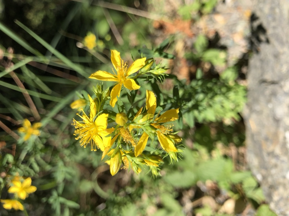 St. John's wort growing in the field
