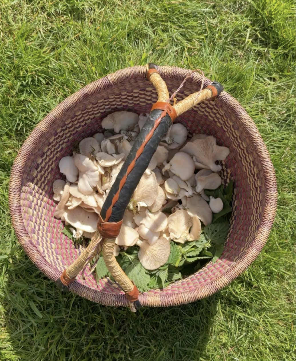 A foraging basket with freshly gathered plants