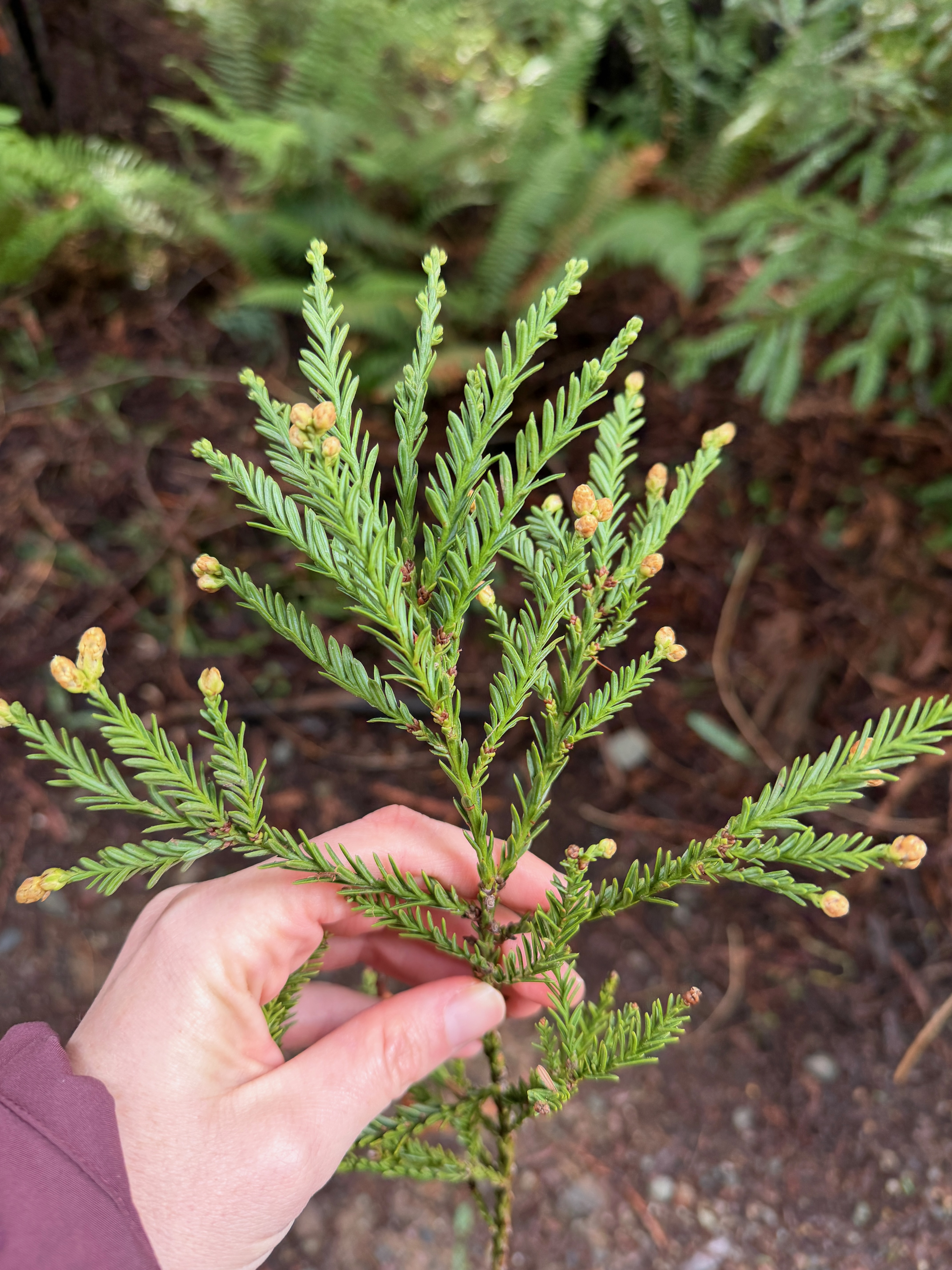 Holding a budding redwood branch in the forest