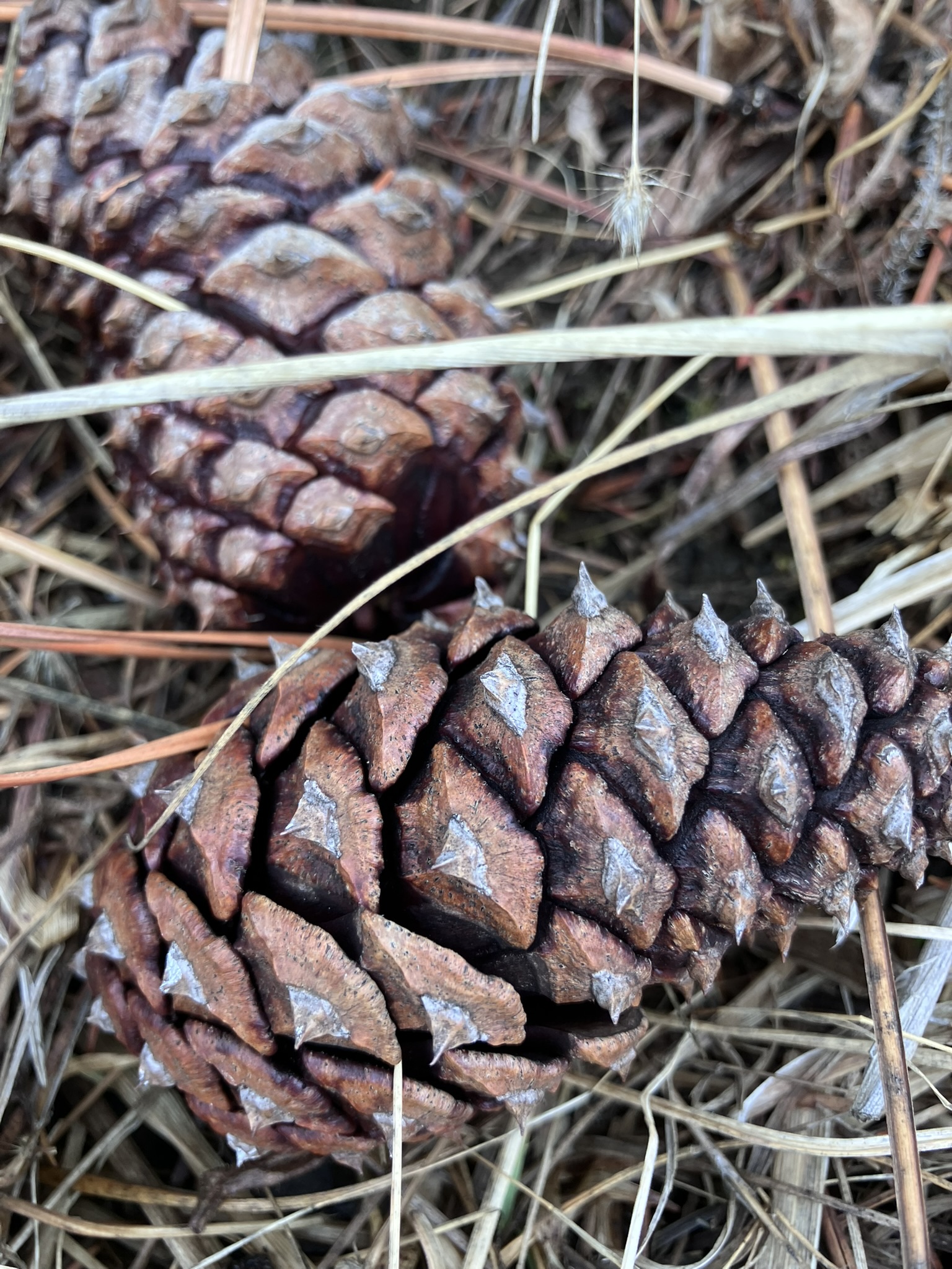 Ponderosa pine cones and needles