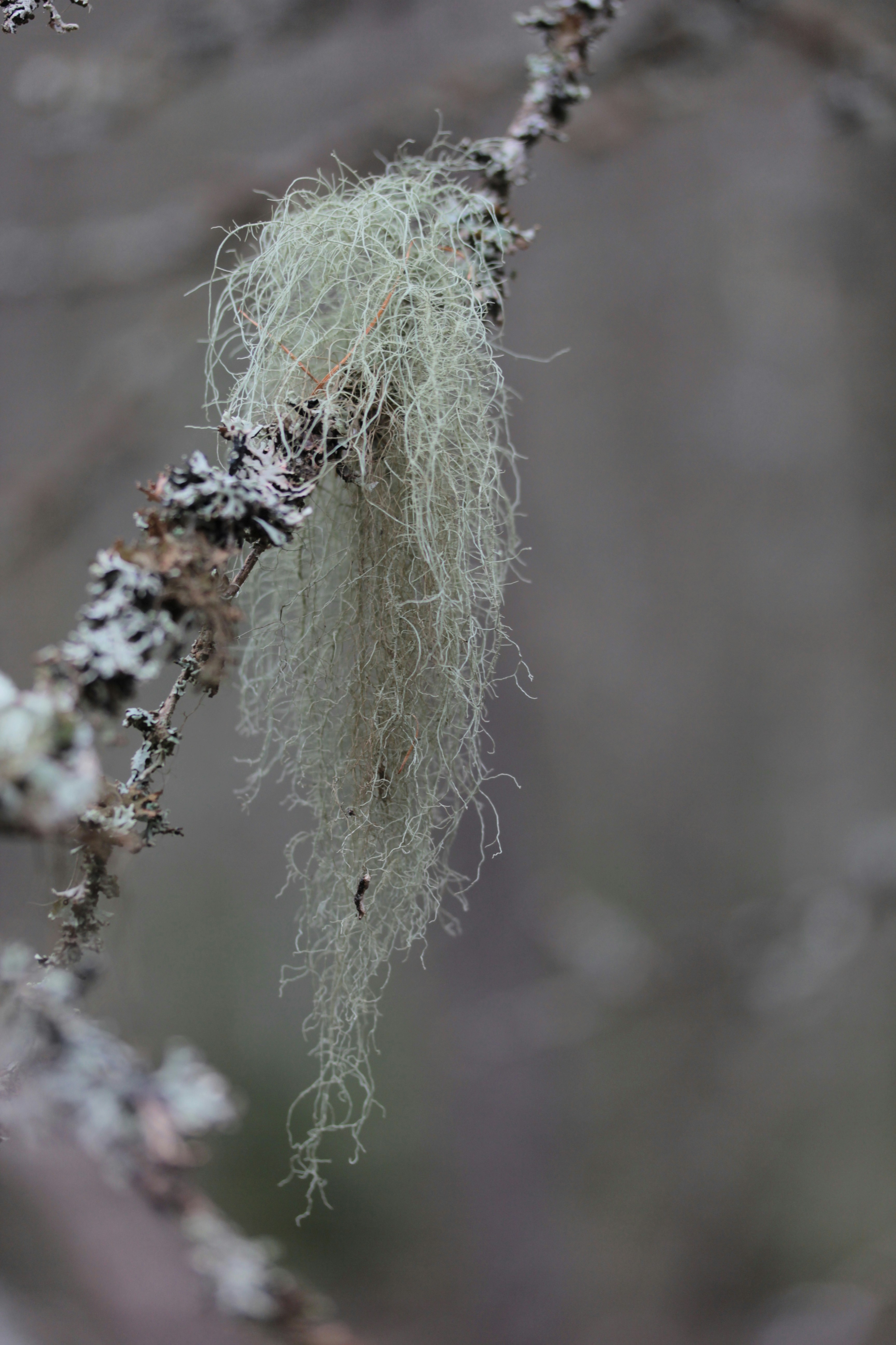 An usnea lichen hanging from a tree